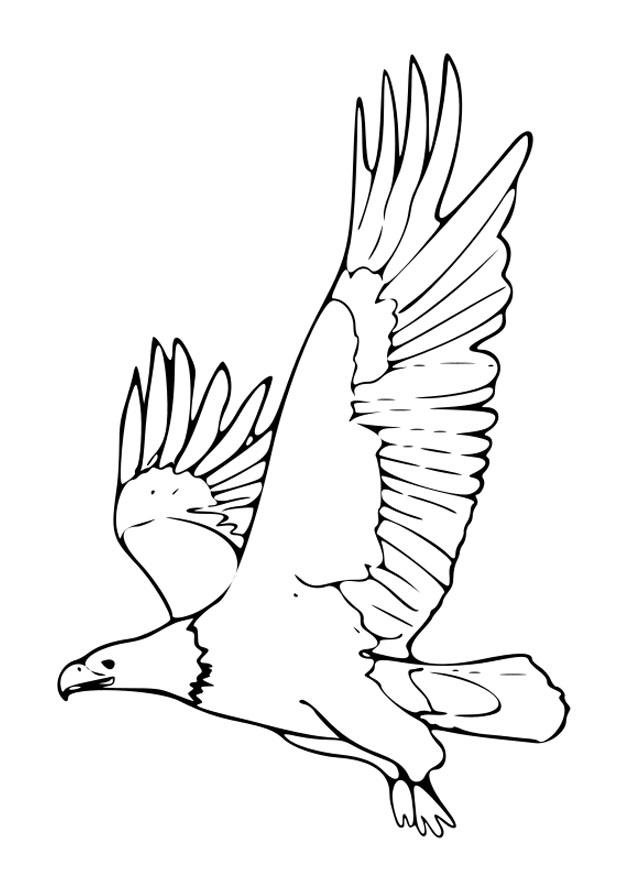 Malvorlage adler