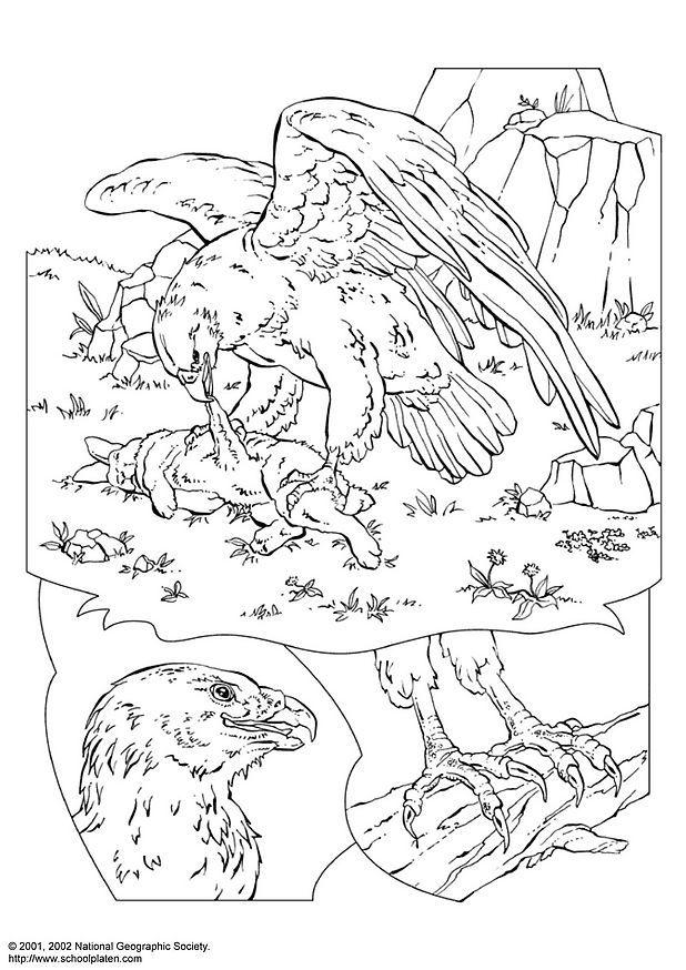 Malvorlage adler
