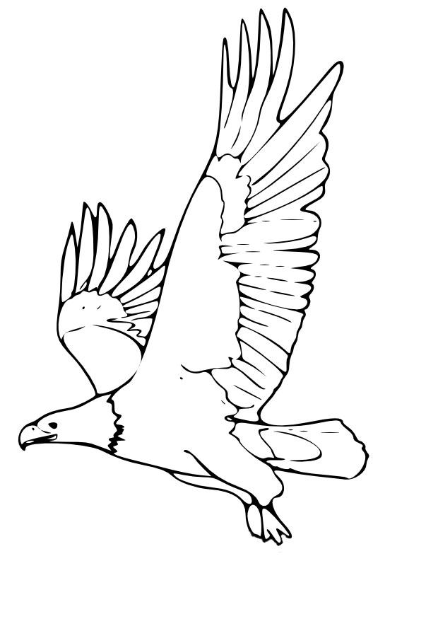 adler Malvorlage adler