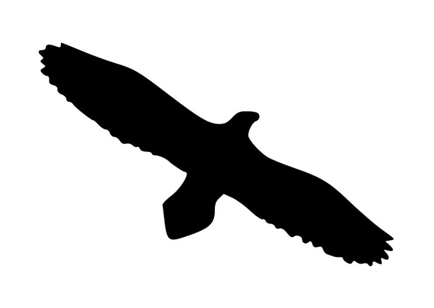 adler silhuette Malvorlage adler silhuette
