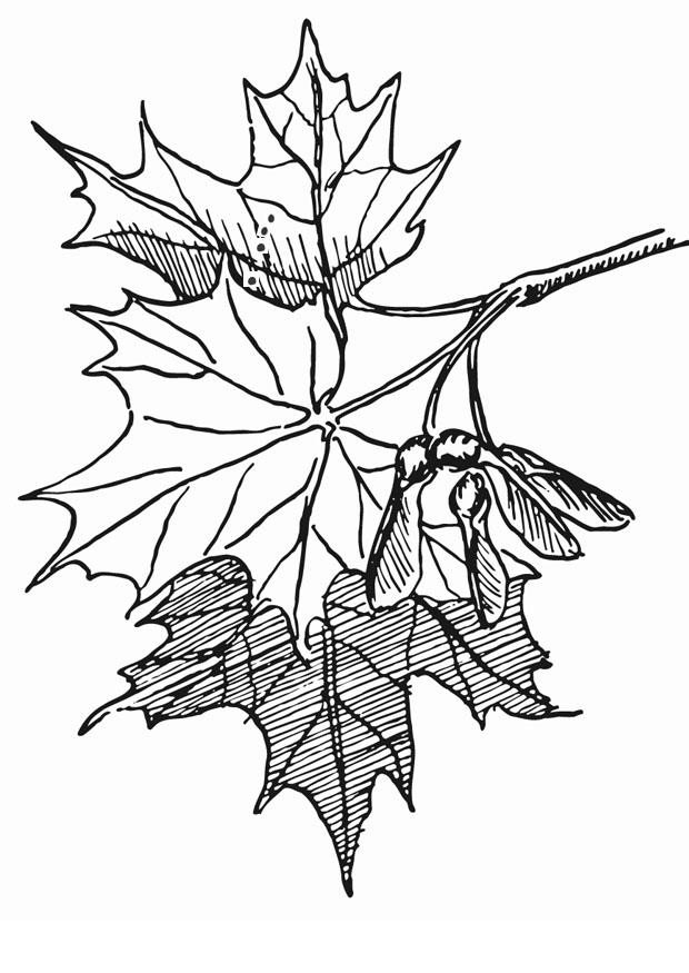 ahorn Malvorlage ahorn