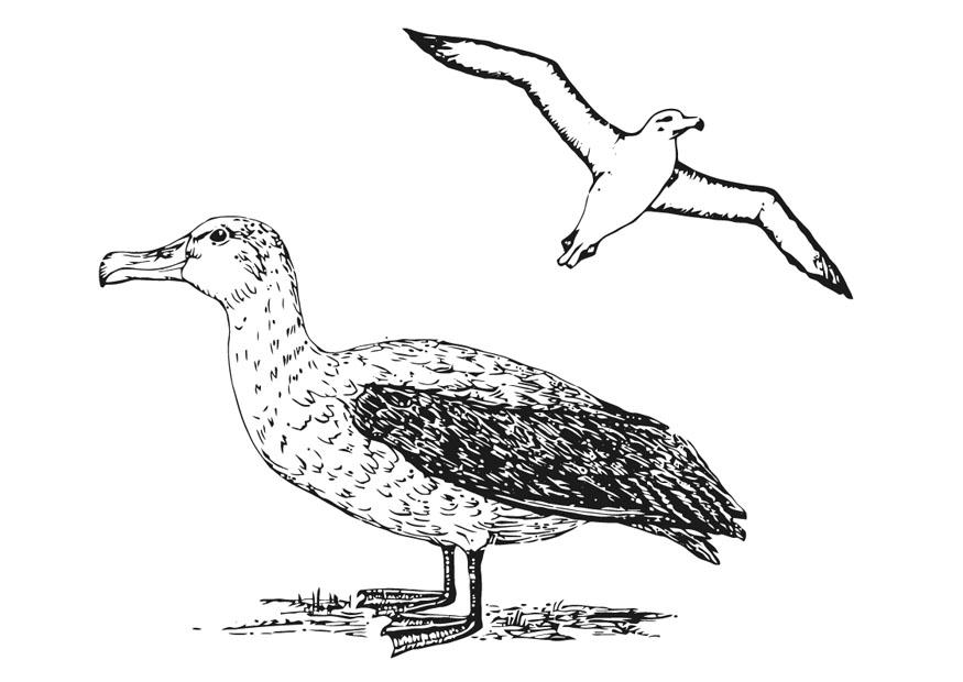albatros Malvorlage albatros