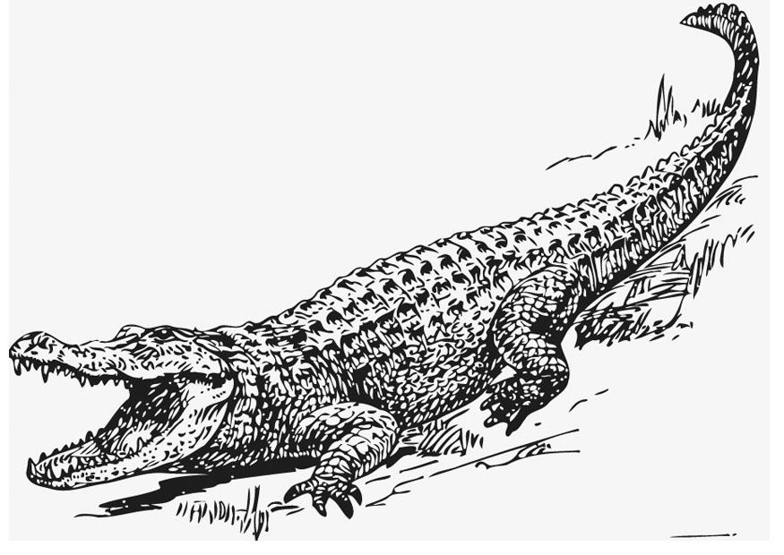 Malvorlage alligator