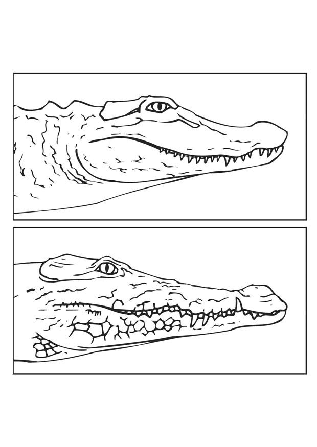 Malvorlage alligatorkrokodil