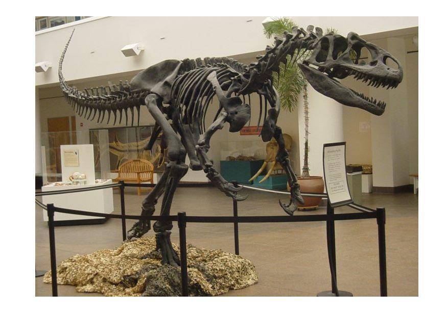 allosaurus skelett Foto allosaurus skelett