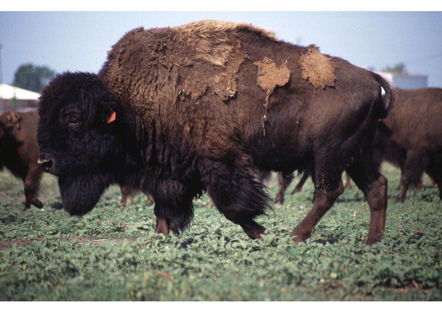 amerikanisches bison Foto amerikanisches bison