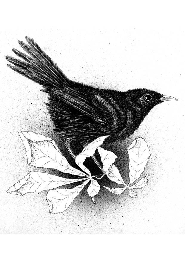 amsel Malvorlage amsel