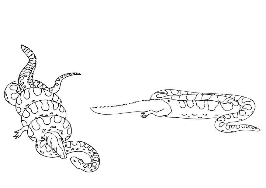 anaconda isst kaiman Malvorlage anaconda isst kaiman