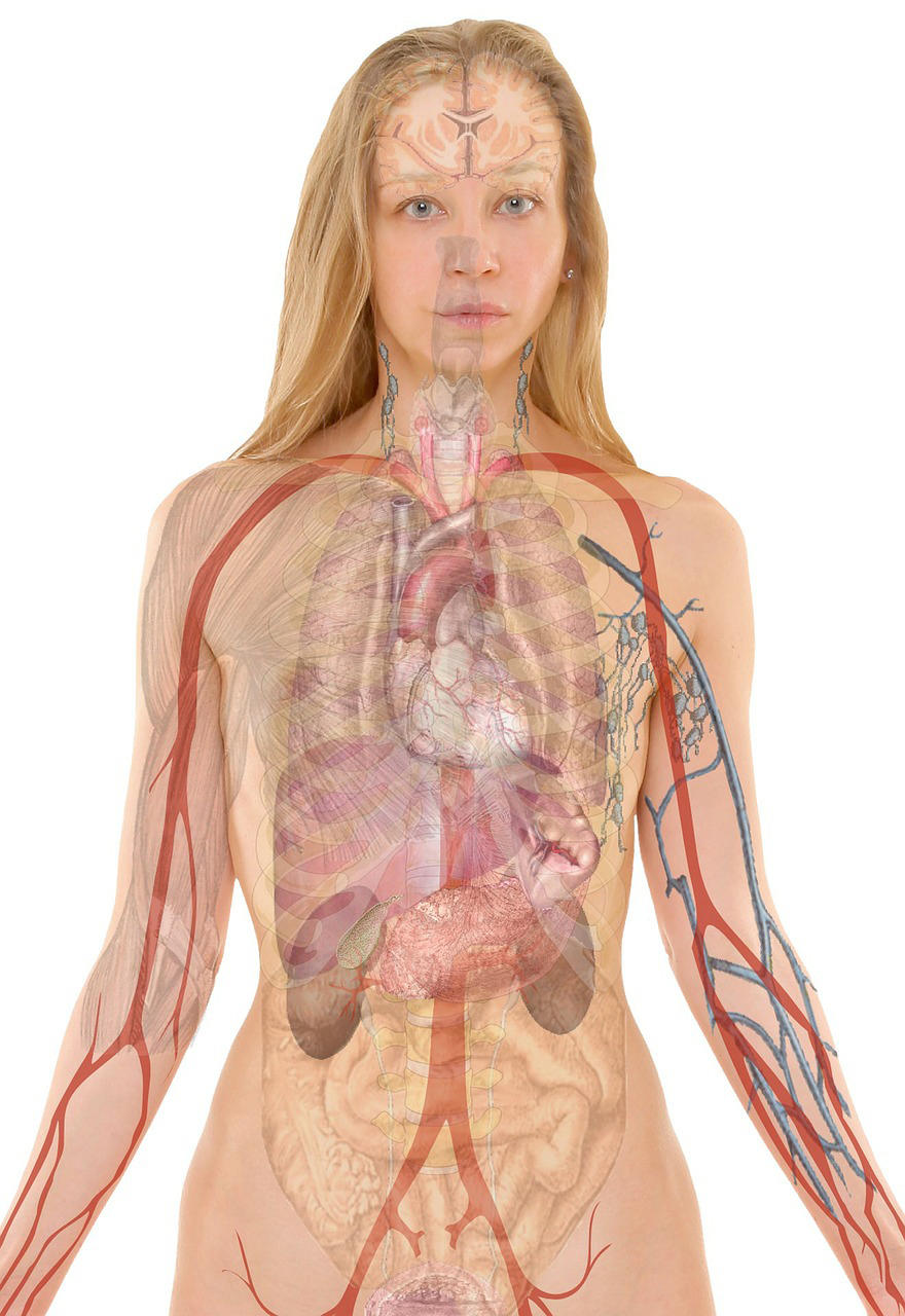 anatomie Bild anatomie