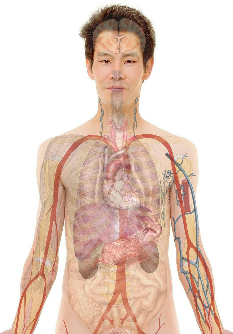 anatomie Bild anatomie