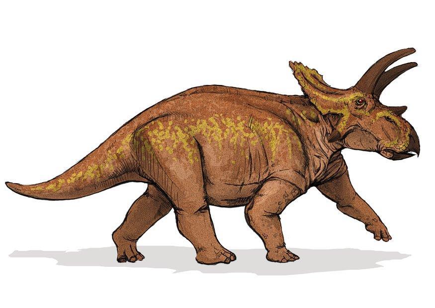 Bild anchiceratops dinosaurier