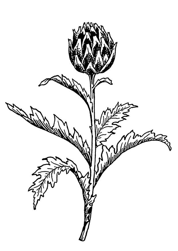 Malvorlage artischocke