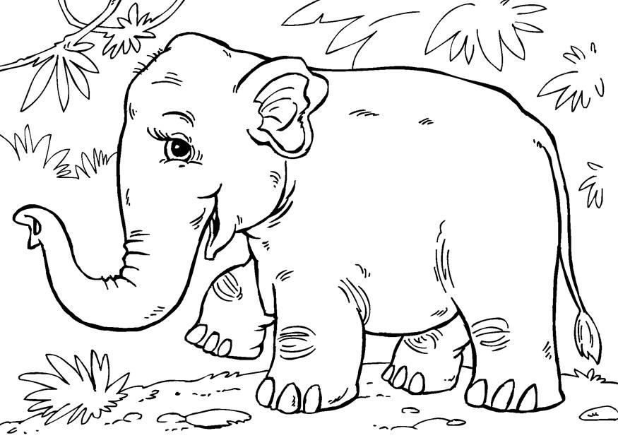 Malvorlage asiatischer elefant