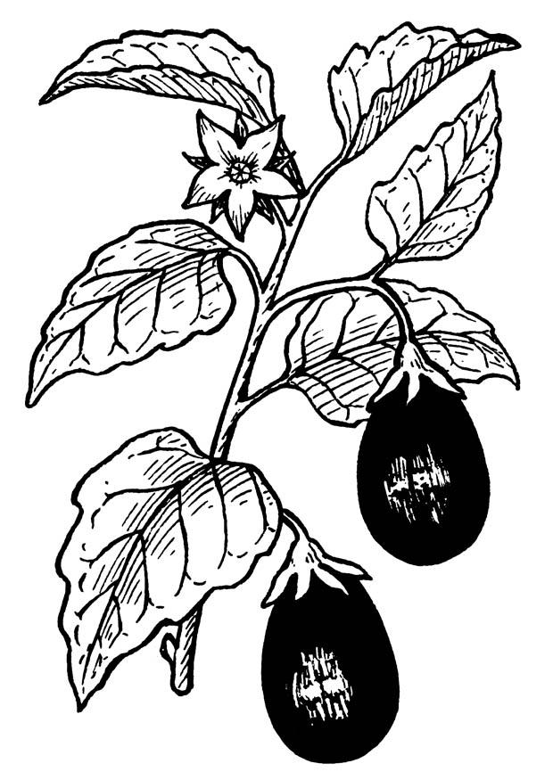 auberinge Malvorlage auberinge
