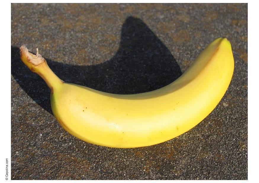 banane Foto banane