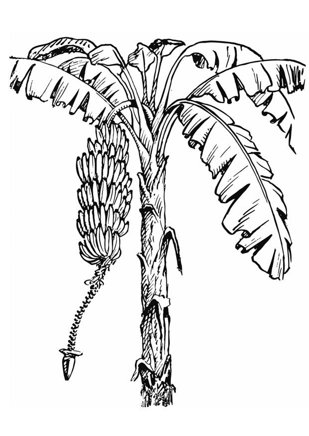 Malvorlage bananenstaude