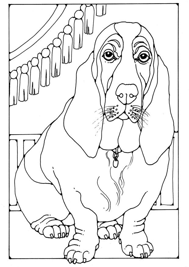 basset Malvorlage basset