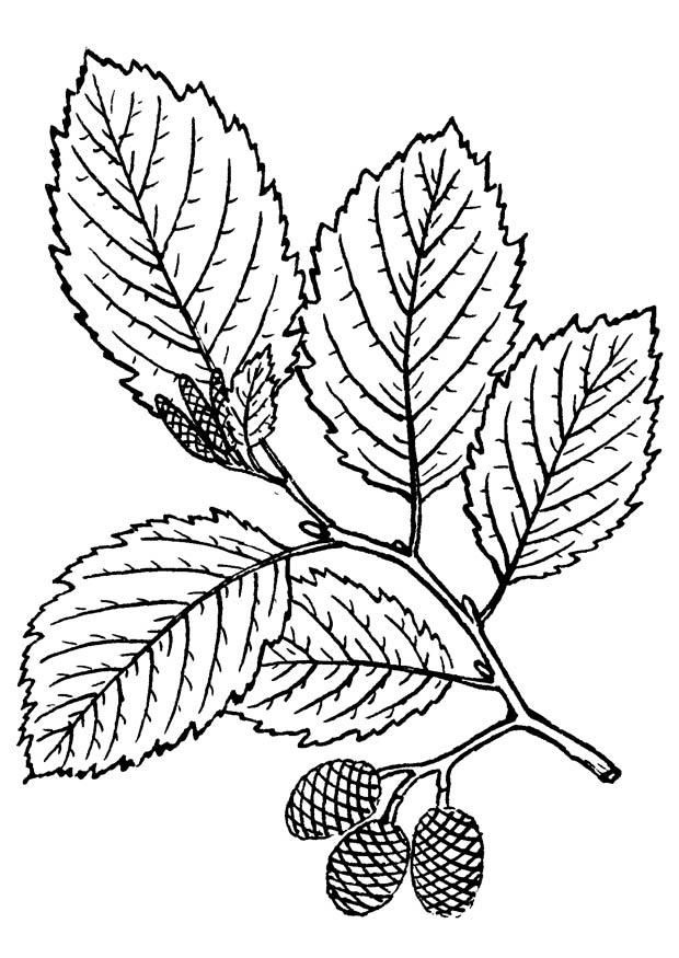 baum - erle Malvorlage baum - erle