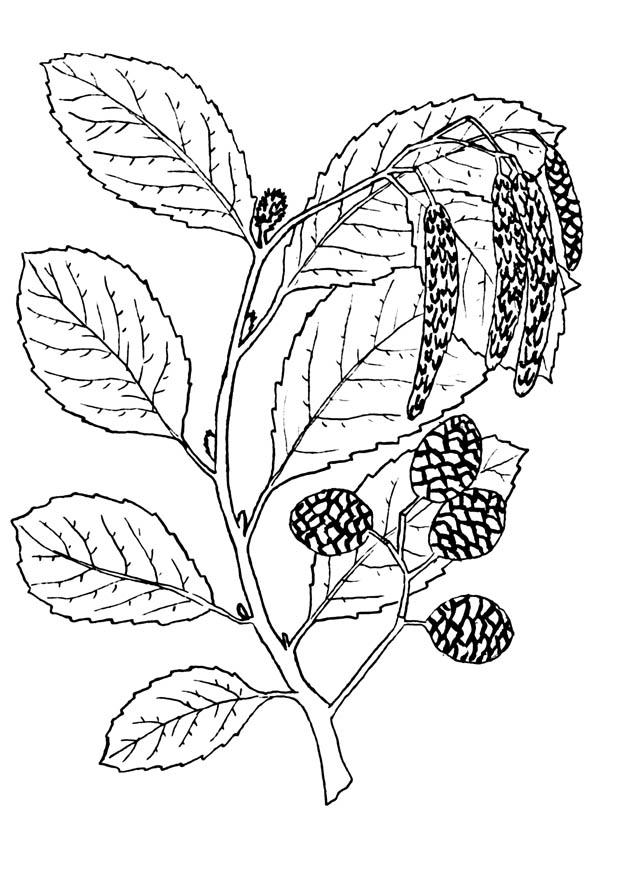 baum - erle Malvorlage baum - erle