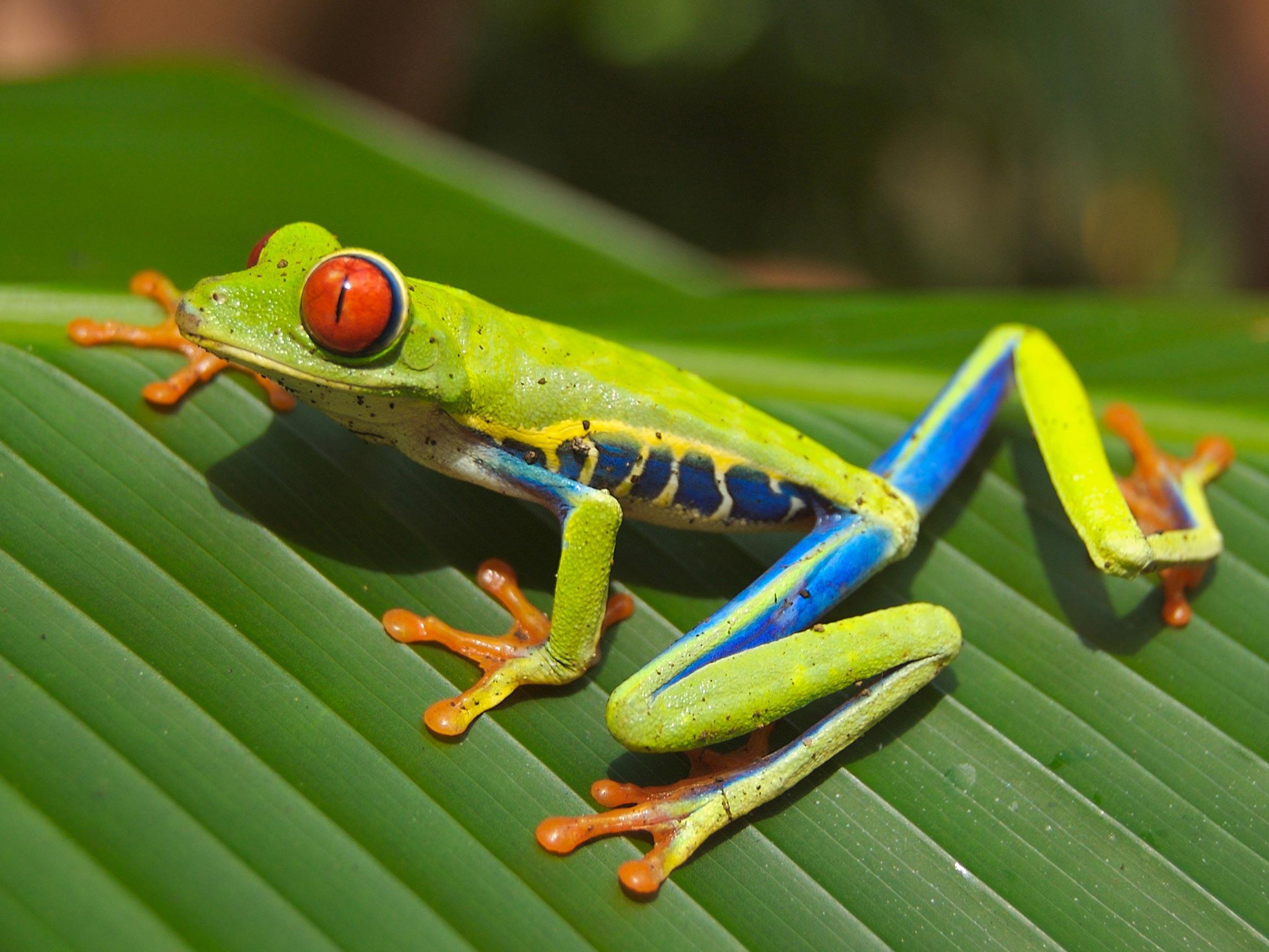 baumfrosch Foto baumfrosch