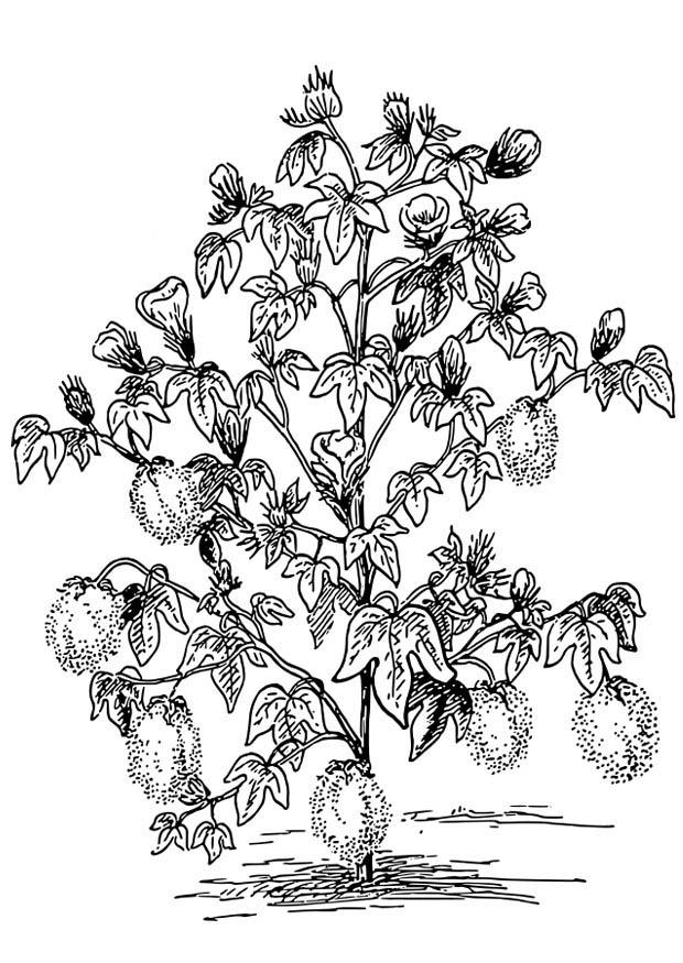 Malvorlage baumwollpflanze