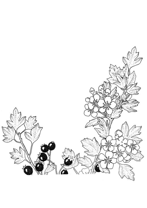 beeren und blA¼ten Malvorlage beeren und blA¼ten