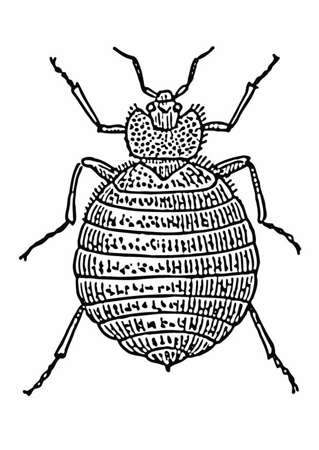 bettwanze Malvorlage bettwanze