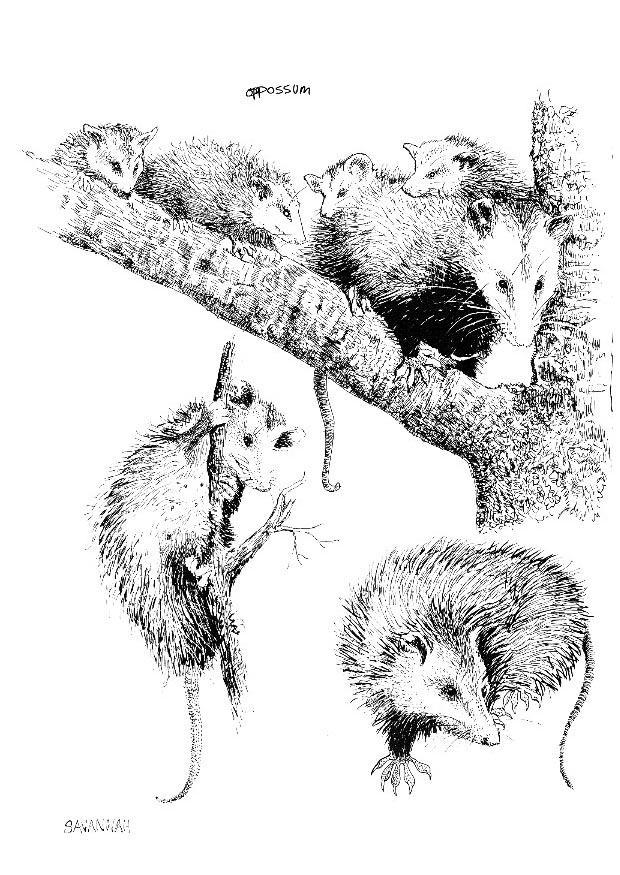 beutelratte Malvorlage beutelratte