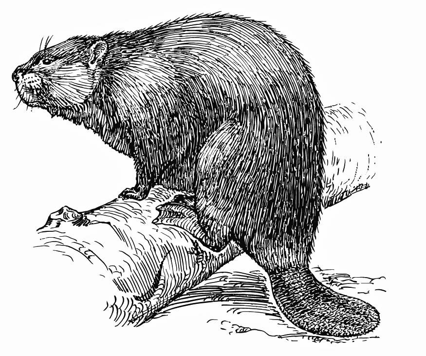 Malvorlage biber