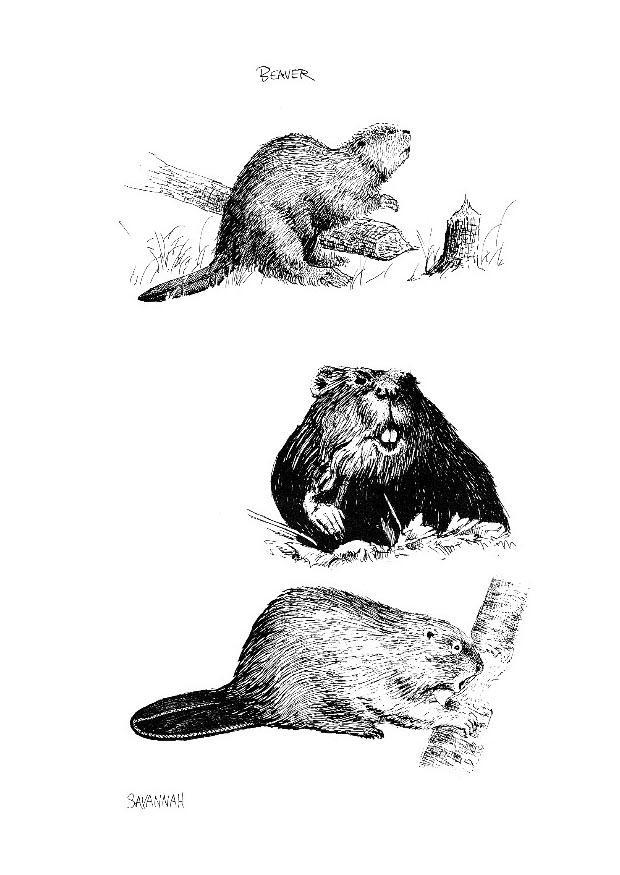 Malvorlage bibern
