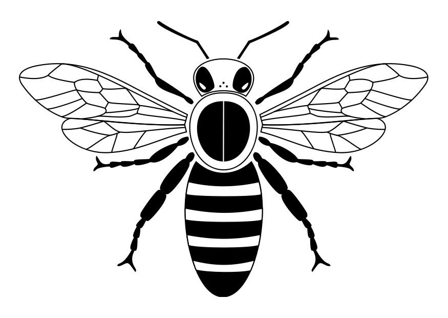 biene Malvorlage biene