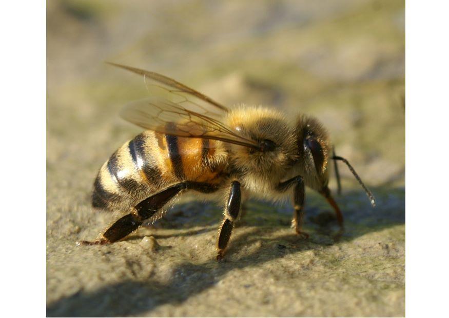biene Foto biene