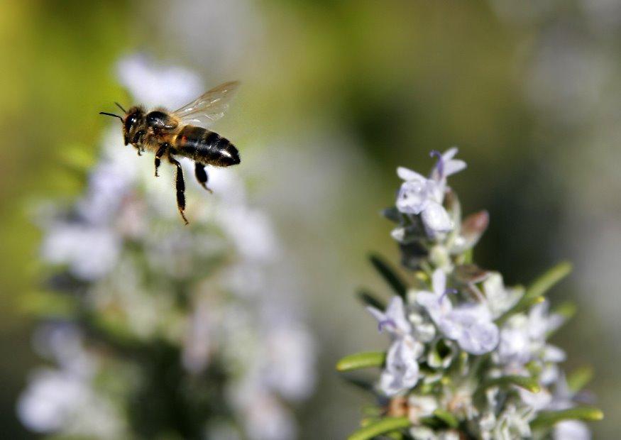 biene im flug Foto biene im flug