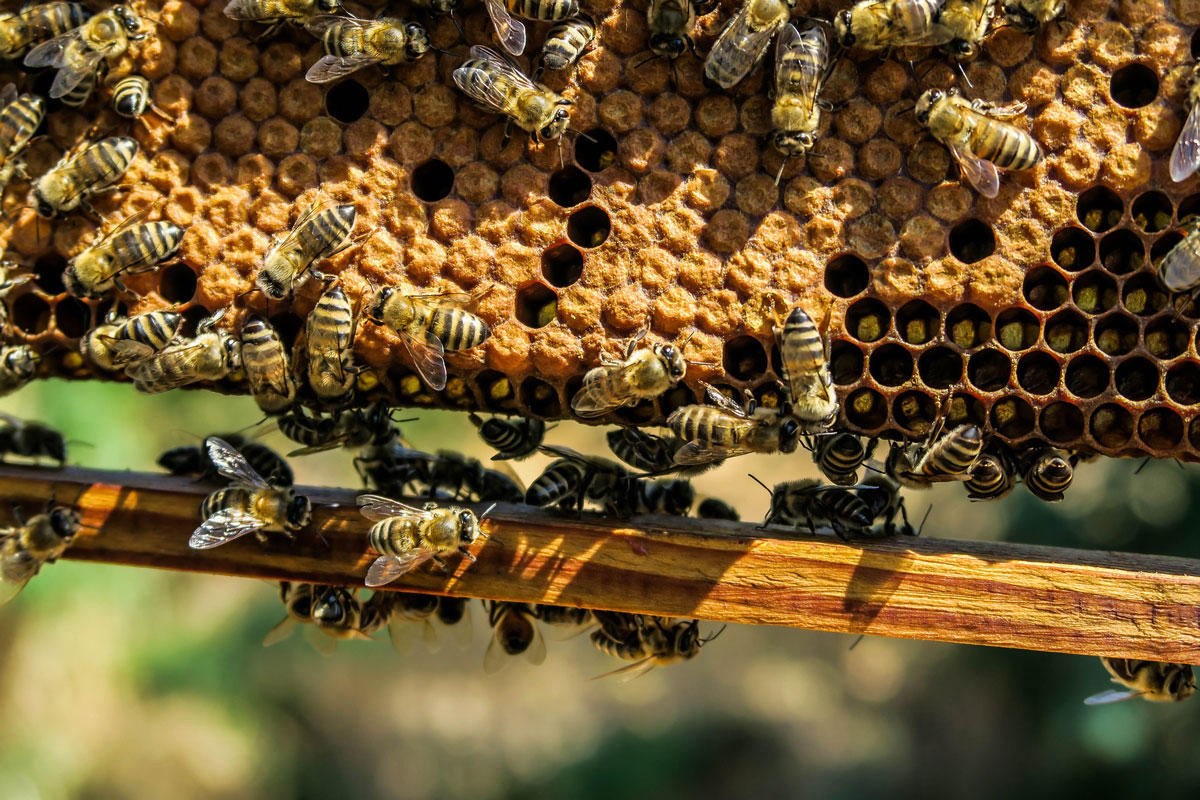 bienen Foto bienen