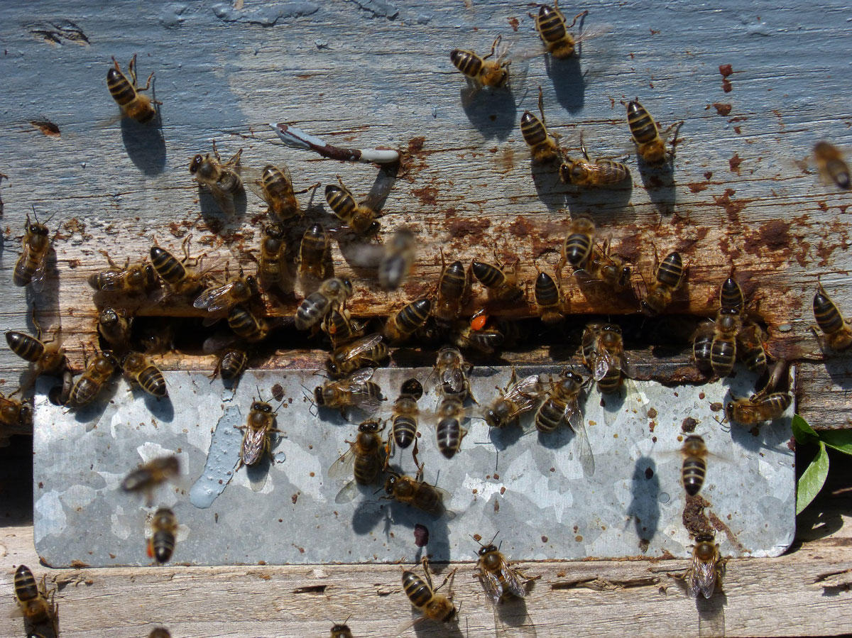 bienennest Foto bienennest