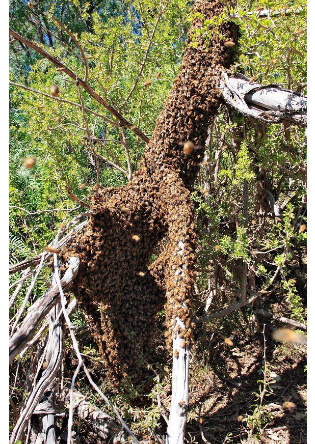 bienenschwarm Foto bienenschwarm