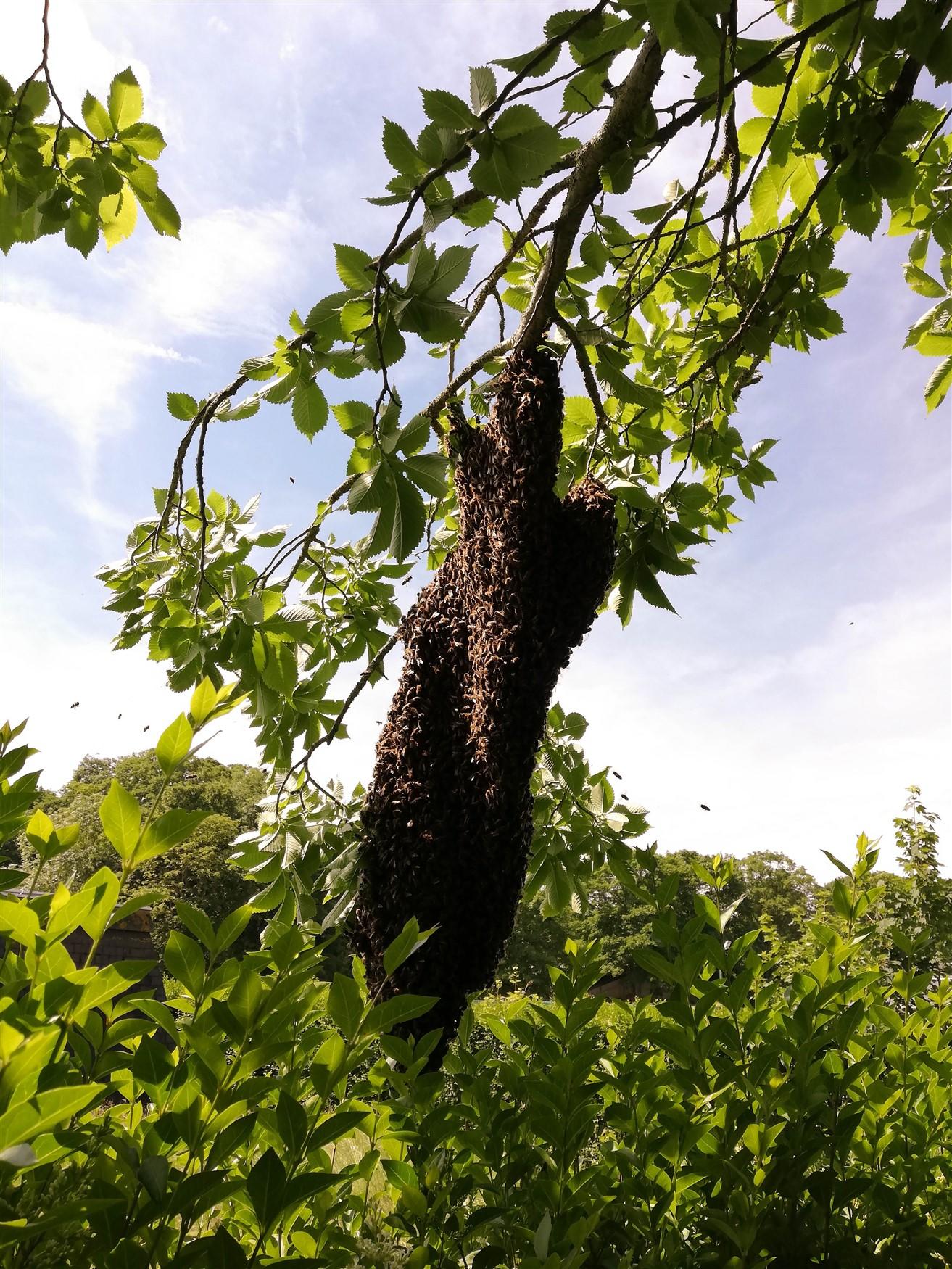 bienenschwarm Foto bienenschwarm