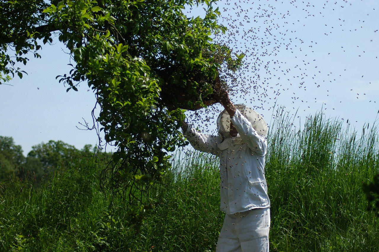 bienenschwarm einfangen Foto bienenschwarm einfangen