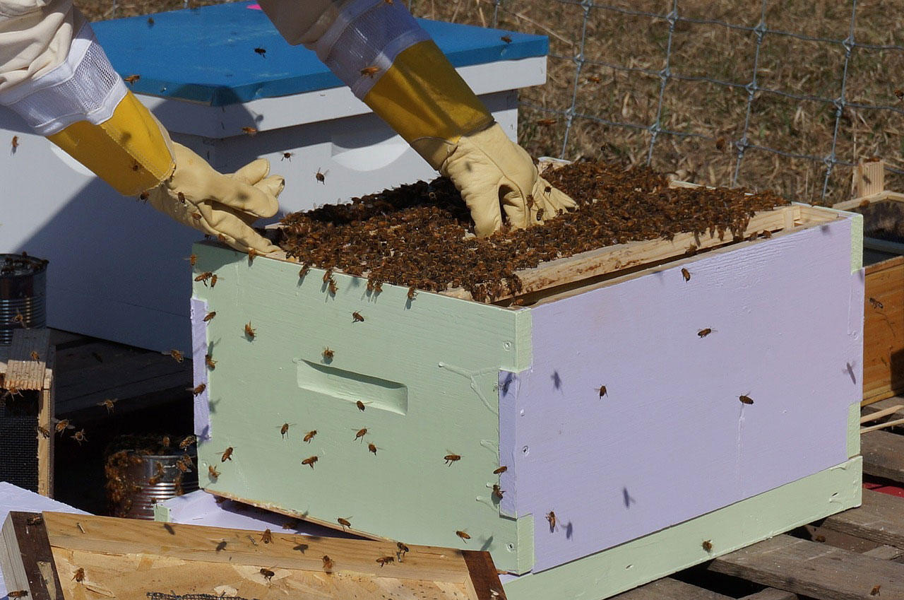 bienenstock Foto bienenstock