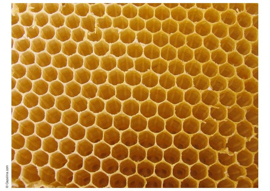 bienenwabe Foto bienenwabe