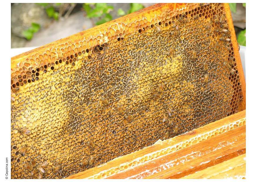 bienenwabe honig Foto bienenwabe honig