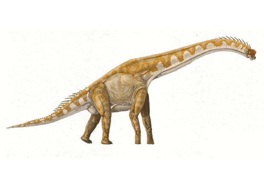 Bild brachiosaurus