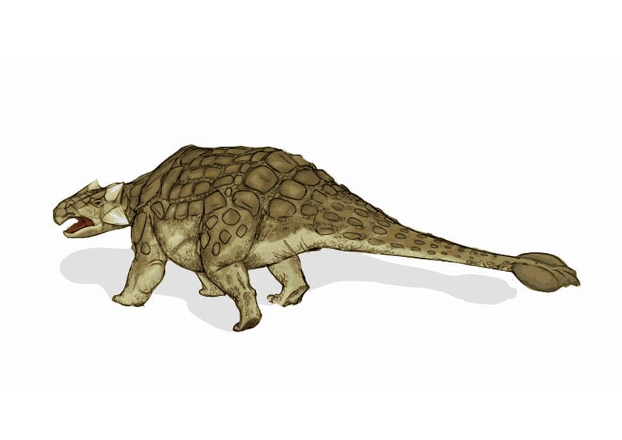 Bild dinosaurier - ankylosaurus 2