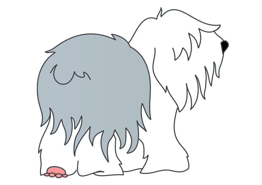 Bild hund - bobtail