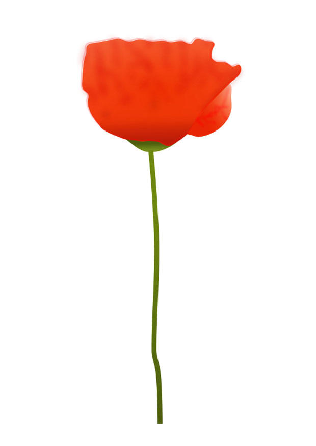 Bild mohnblume