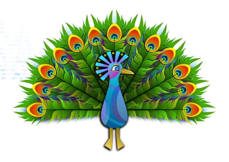 Bild pfau