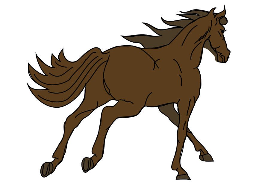 Bild pferd