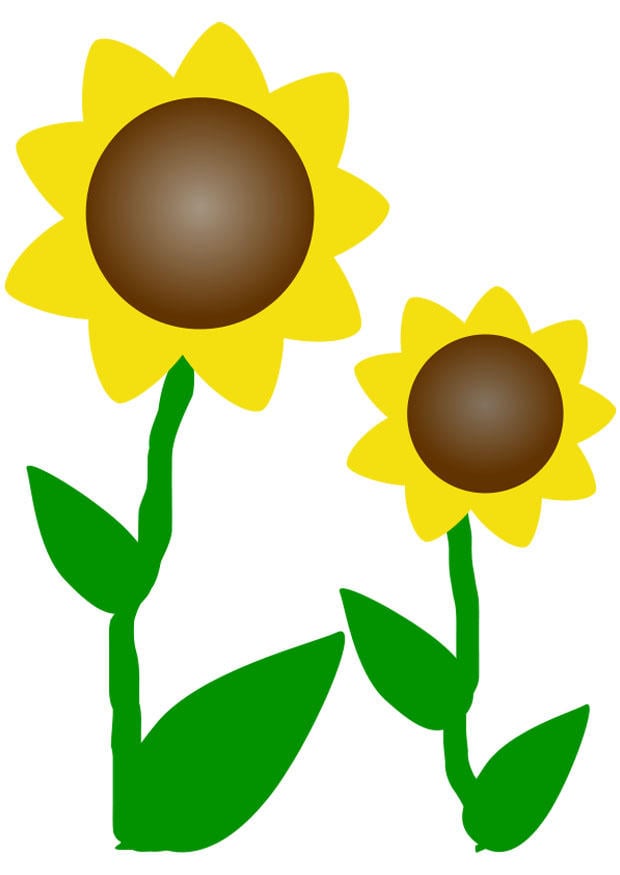 Bild sonnenblumen
