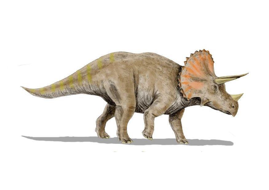 Bild triceratops