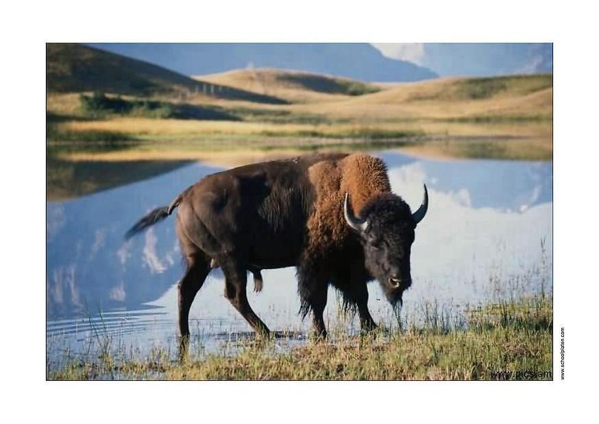 bison Foto bison